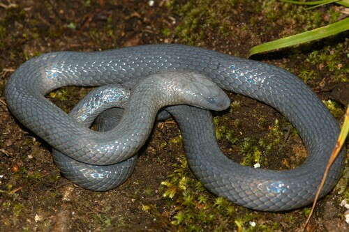 Natal Purple-glossed Snake