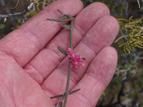 Rockcandy Minimouth (Microloma sagittatum)