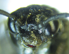 Monophadnus pallescens