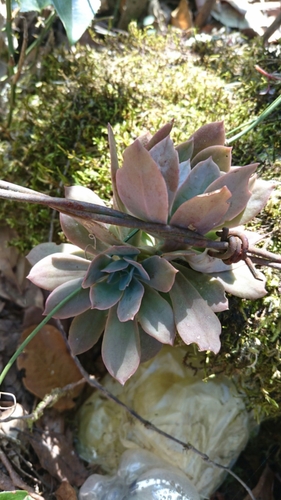 Echeveria rosea