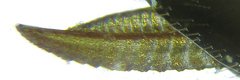 Monophadnus pallescens
