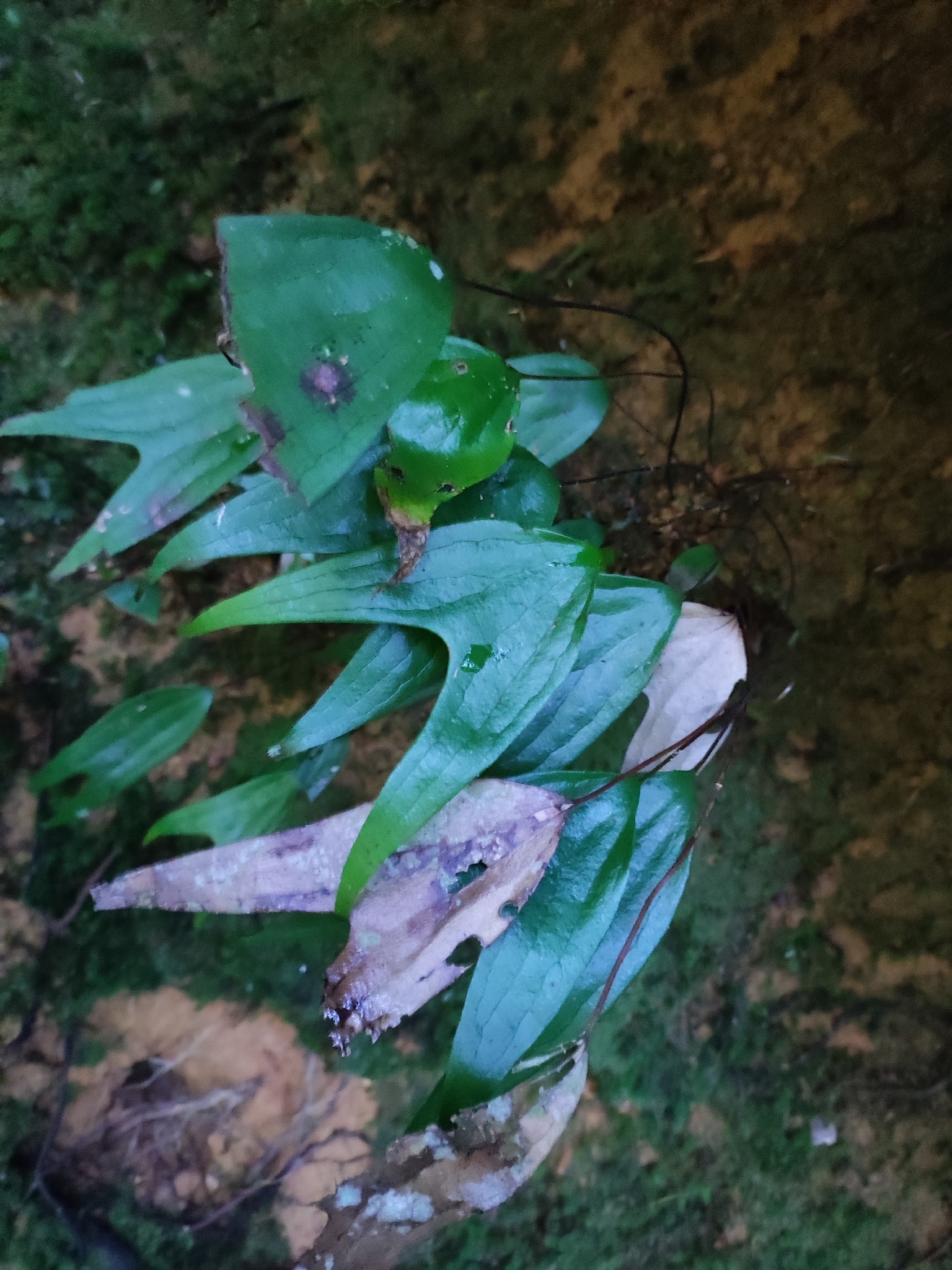 Cheiropleuria bicuspis (Cheiropleuria bicuspis)