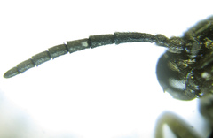 Monophadnus pallescens