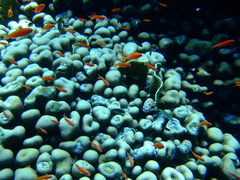 Goniastrea stelligera