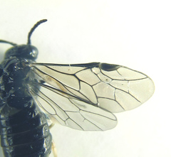 Monophadnus pallescens