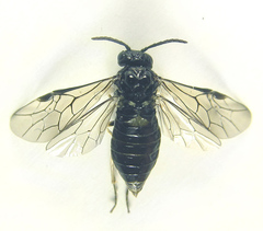 Monophadnus pallescens