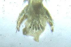 Monophadnus pallescens