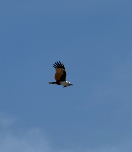 Brahminy Kite