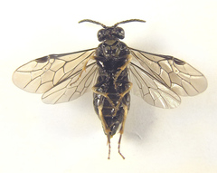 Monophadnus pallescens