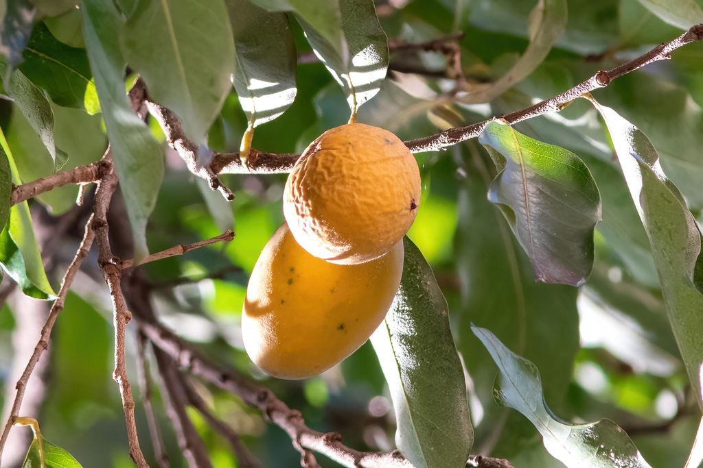 Moquilea tomentosa (Moquilea tomentosa)
