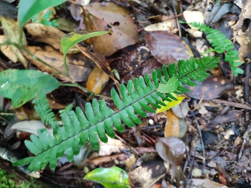 Rainforest Spleenwort (Asplenium normale)