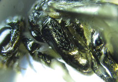 Monophadnus pallescens