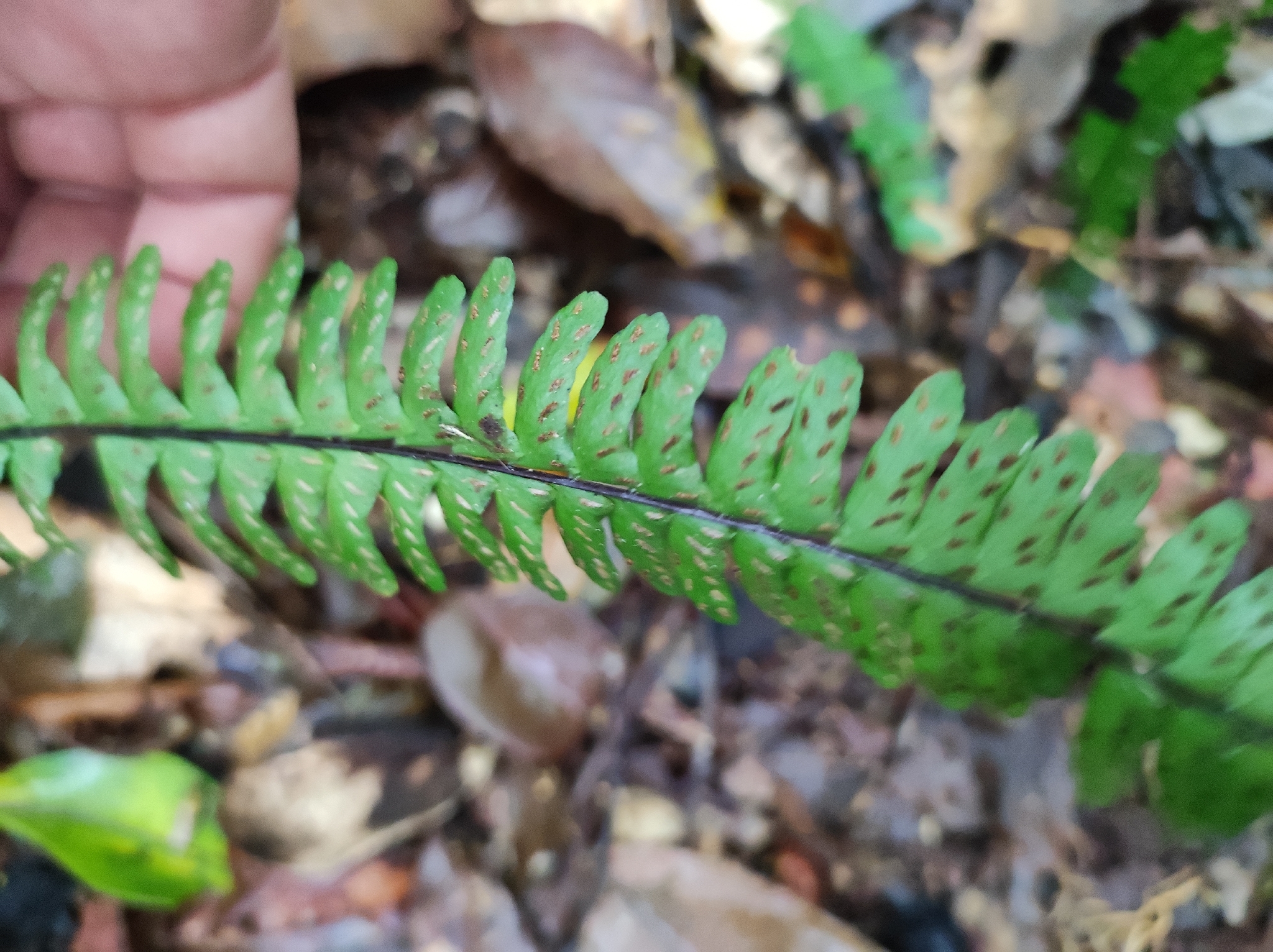 Asplenium normale — ảnh 2