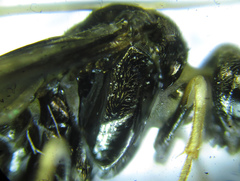 Monophadnus pallescens