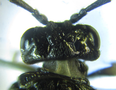 Monophadnus pallescens