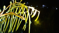 Dendrelaphis subocularis