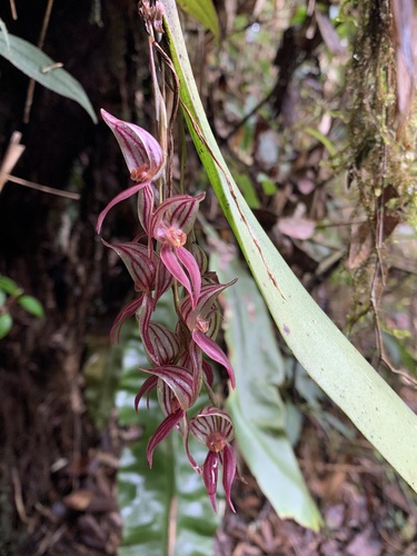 Pleurothallis lindenii, photograph 1