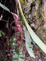 Pleurothallis lindenii