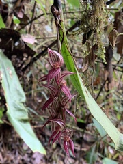 Pleurothallis lindenii, photograph author not stated, no rights reserved
