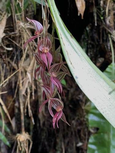 Pleurothallis lindenii, photograph 3