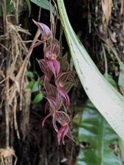 Pleurothallis lindenii, photograph author not stated, no rights reserved