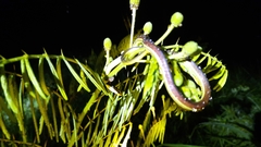 Dendrelaphis subocularis