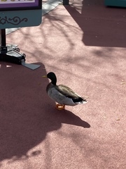 Anas platyrhynchos image