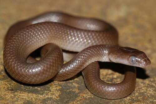 Swazi Rock Snake