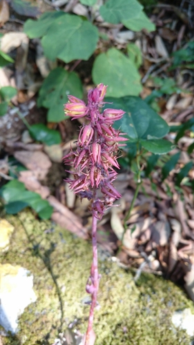 Echeveria rosea