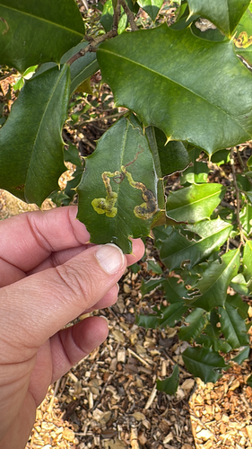 Unknown species found near Glenallan Ave, Silver Spring, MD, US