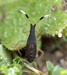 Dicranocephalus