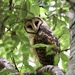 Australian Masked-Owl - Photo (c) Catalina Tong, some rights reserved (CC BY-NC), uploaded by Catalina Tong