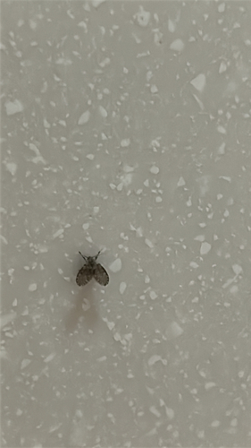 Unknown species found near Kennebec County, US-ME, US