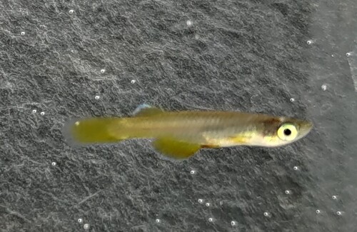 Foerschichthys flavipinnis