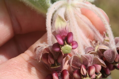 Asclepias californica californica