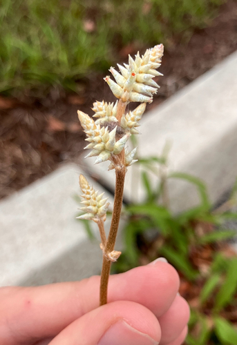 Plains Snakecotton (Froelichia floridana)