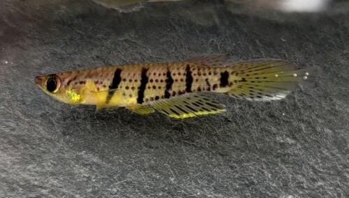 Epiplatys grahami