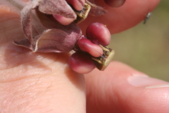 Asclepias californica californica