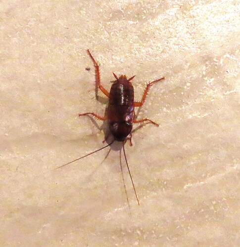 Markra Insect Observations by myxograzina · iNaturalist