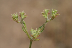 Chorizanthe brevicornu