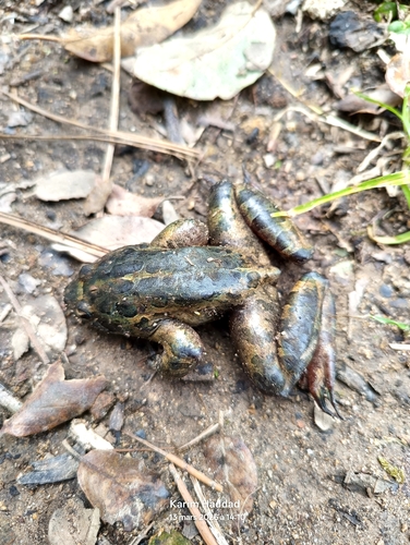 Mediterranean Painted Frog
