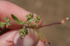 Chorizanthe brevicornu