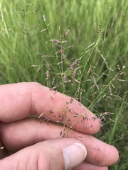 Eragrostis annulata