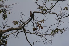 Patagioenas