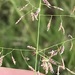 Ringed Love Grass - Photo (c) David Hoare, some rights reserved (CC BY-NC), uploaded by David Hoare