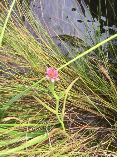 Perennial Saltmarsh Aster (Symphyotrichum tenuifolium)