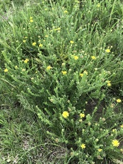 Osteospermum muricatum