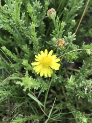 Osteospermum muricatum