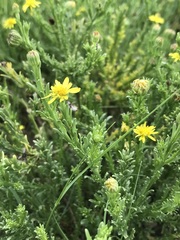 Osteospermum muricatum