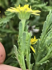 Osteospermum muricatum